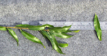 <p>common name</p>