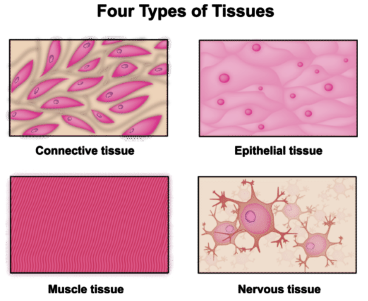 <p>Consist of large numbers of the same type of cells and are classified according to the size, shape, functions of their cells</p><ul><li><p>epithelial tissue/ epithelium</p></li><li><p>connective tissue</p></li><li><p>muscle tissue</p></li><li><p>nervous tissue</p></li></ul><p></p>