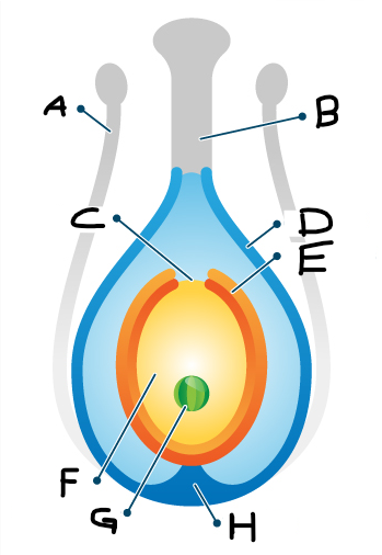 <p>Which component of the Angiosperm is represented by position H?</p>