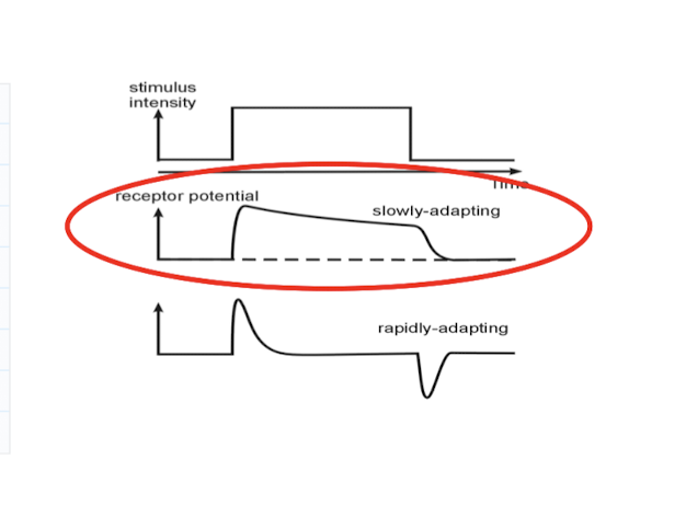 <p><strong><u>Adaptation (Slow)</u></strong></p><ul><li><p>slowly adapting : receptor potential sustained for _______ of stimulus </p></li><li><p>interested in overall ______ of stimulus </p></li><li><p><em>always some RP that is sustained as long as you maintain stimulus </em></p></li><li><p><em>decay is slow</em></p></li></ul><p></p>
