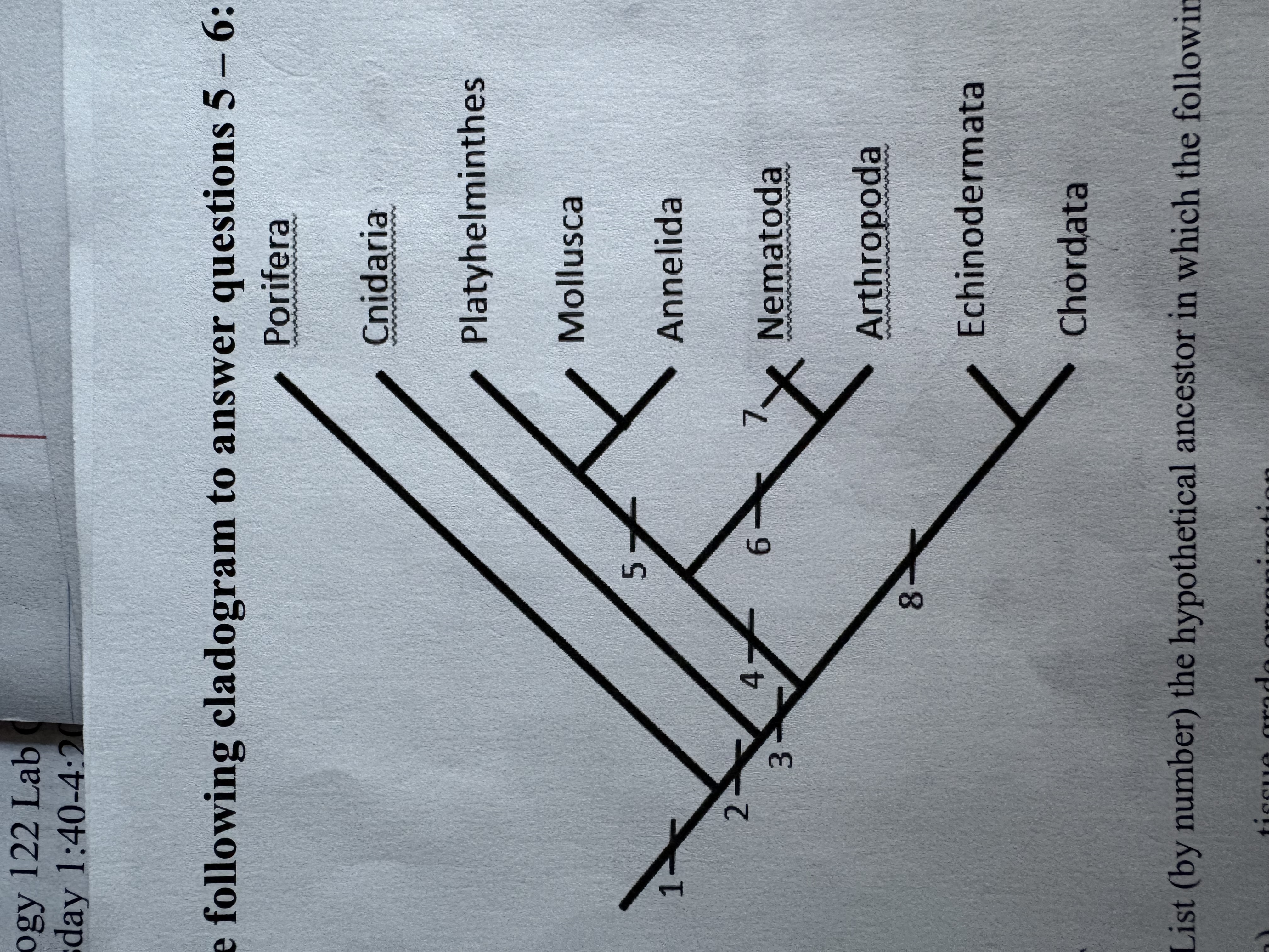 <p>Which number signifies the hypothetical ancestor in which the diploblastic pattern of germ layers arose</p>