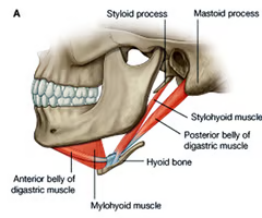 <p><span>EXTRINSIC SUPRAHYOID<br><br>origin: posterior/lateral (styloid) process of temporal bone<br><br>insertion: splits into 2 slips passing around intermediate tendon to insert into corpus of hyoid<br><br>innervation: CN VII (facial), stylohyoid branch<br><br>function: contraction draws hyoid up and backward, moving it posteriorly</span></p>