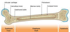 <p>- disc of hyaline cartilage that allows bone to grow longitudinally during childhood</p><p>- once growth is complete, the cartilage converts to bone and is called the epiphyseal line</p>