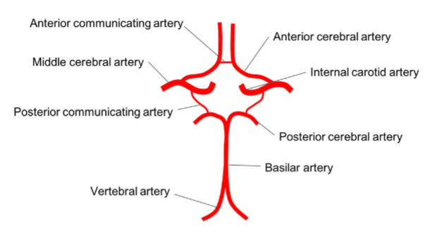 <p>Anterior communicating artery</p><p>Anterior cerebral artery</p><p>Middle cerebral artery</p><p>Internal carotid artery</p><p>Posterior communicating artery</p><p>Posterior cerebral artery</p>