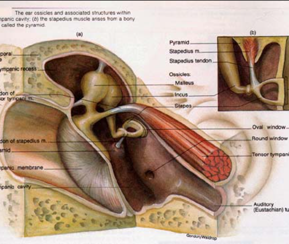 <p>muscle group (stapedius and tensor tympani) that muffles the transfer of vibrations during loud sounds by altering tension on malleus and stapes</p>