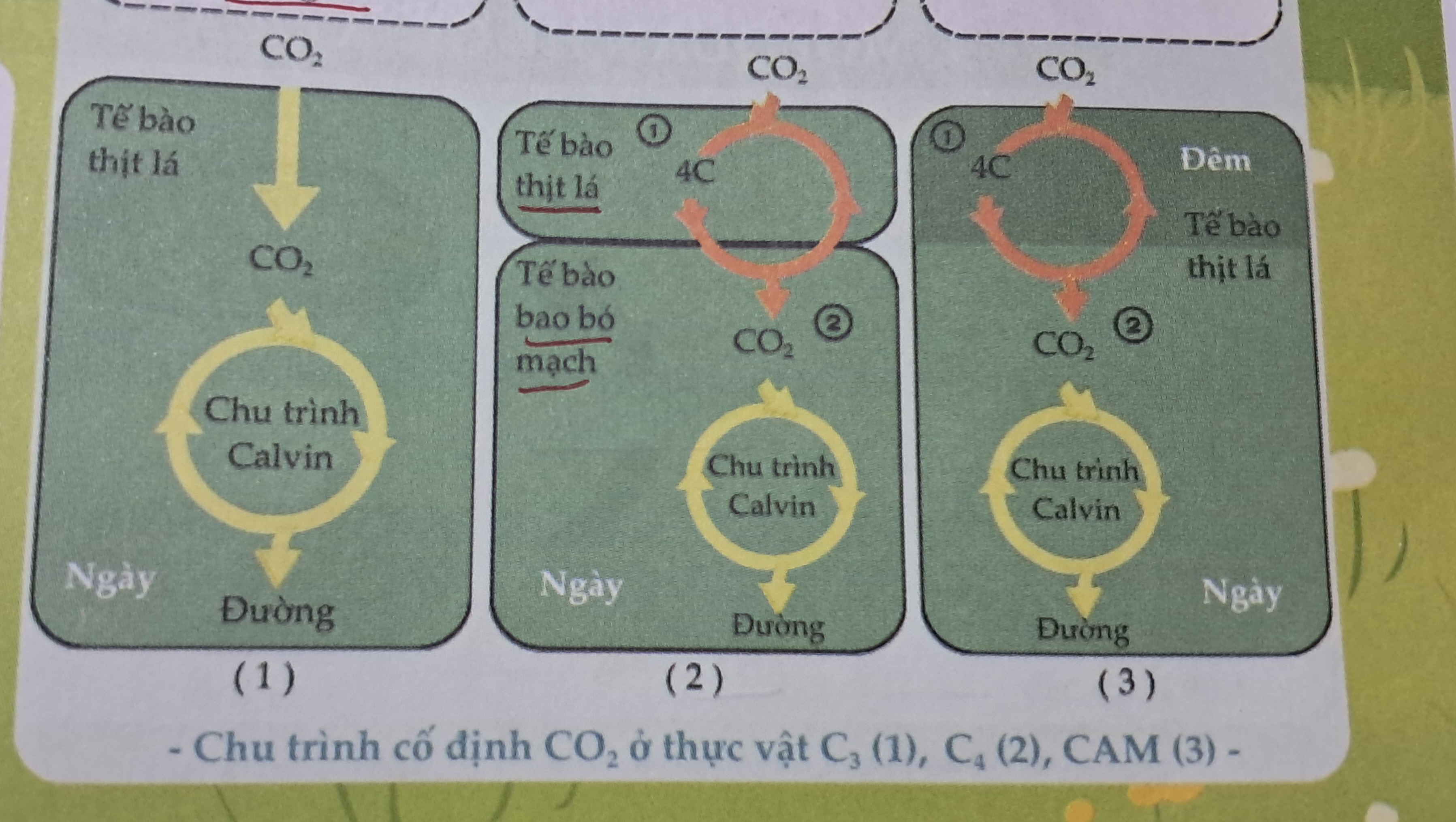 <p>- Thực vật nhiệt đới ( mía, ngô, kê, rau dền..)<br>- Sống trong điều kiện khô nóng→Đóng một phần khí khổng để giảm mất nước→Giảm lượng CO2 trong tế bào thịt lá→Cố định CO2 theo 2 giai đoạn với 2 loại tế bào khác nhau<br>- Diễn ra ở tế bào thịt lá, tế bào bao bó mạch<br>- Chất nhận CO2: PEP (phosphoenolpyruvate)<br>- Hiệu suất: CAO<br>- Không xảy ra hô hấp sáng do cố định CO2 2 lần</p><p></p>