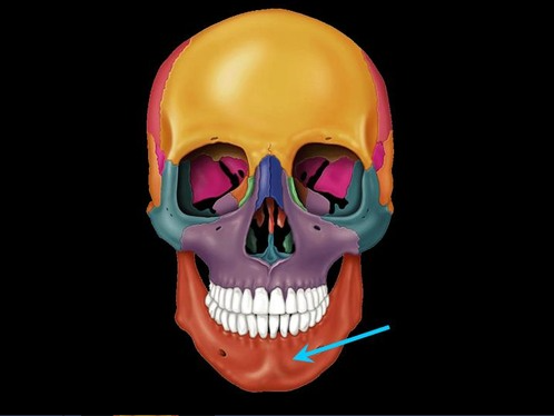 <p><span>lower jaw bone</span></p>