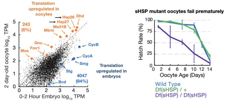<ul><li><p>~6% of genes are translationally upregulated during arrested</p><ul><li><p>Some mRNAs are actively translated during the arrest period to maintain oocyte health/survival</p></li></ul></li><li><p>small heat shock proteins help preserve oocytes, w/o these proteins, oocytes fail prematurely</p></li><li><p>oocyte-regulated genes represent a potential pilot light for oocyte survival</p></li></ul><p></p>
