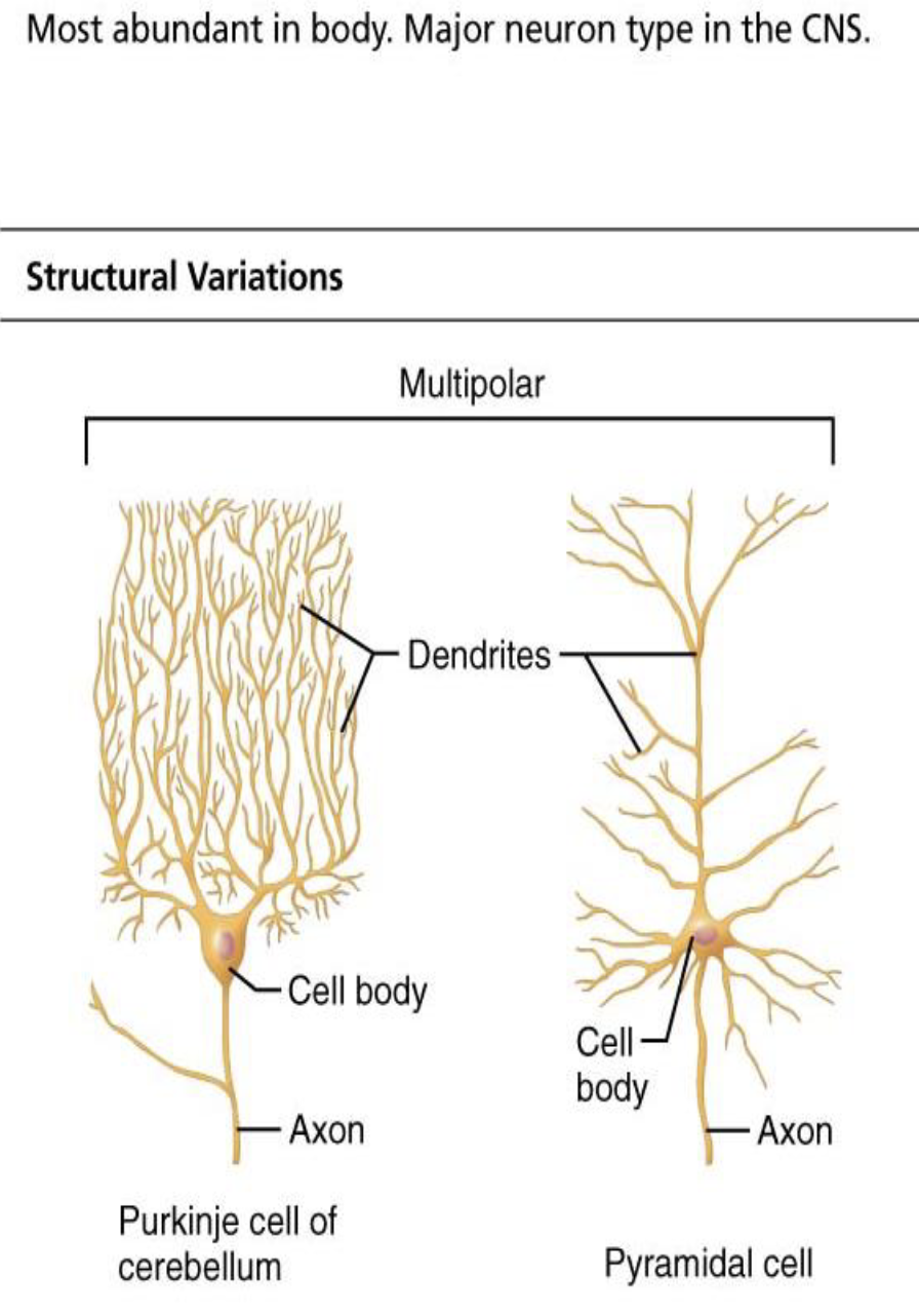 <ul><li><p>What structural type are most interneurons?</p></li><li><p>What characterizes interneurons?</p></li></ul><p></p>