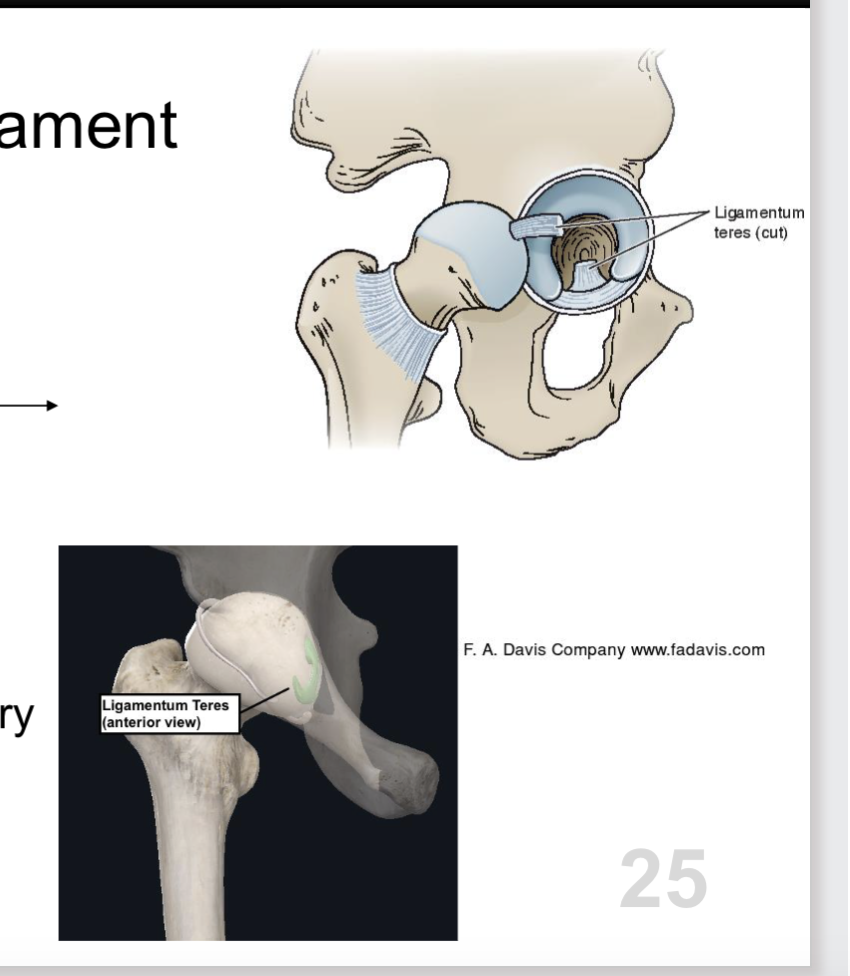 <p><span><strong>Ligamentum teres (head of femur)</strong></span></p><ul><li><p><span>Fovea of femur acetabular notch</span></p></li><li><p><span>some Source of stability</span></p></li><li><p><span>some Source of secondary blood supply</span></p></li></ul><p></p>