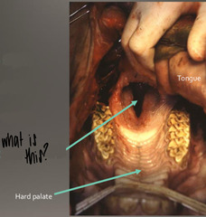 <p>A foal has milk draining from its' nose after nursing and coughing from milk dribbling into the trachea. The mouth looks like this. Thoughts?</p>