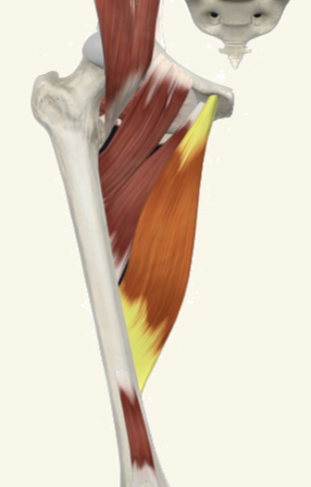 <p>adductor longus Actions</p>