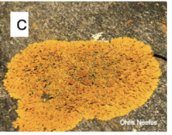 <p>Which lichen growth form is this? </p>