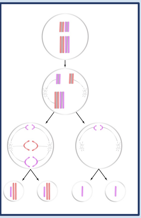 <p>whole chromosomes, or even entire haploid or diploid sets of chromosomes </p>