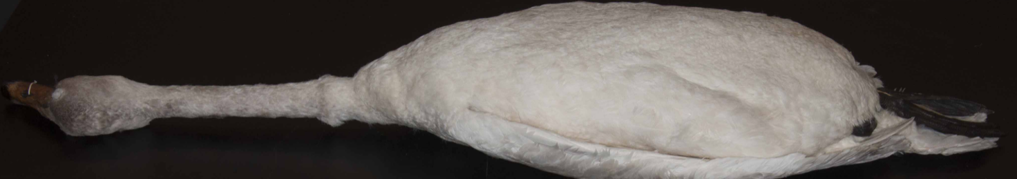 <p>(Tundra Swan)</p>
