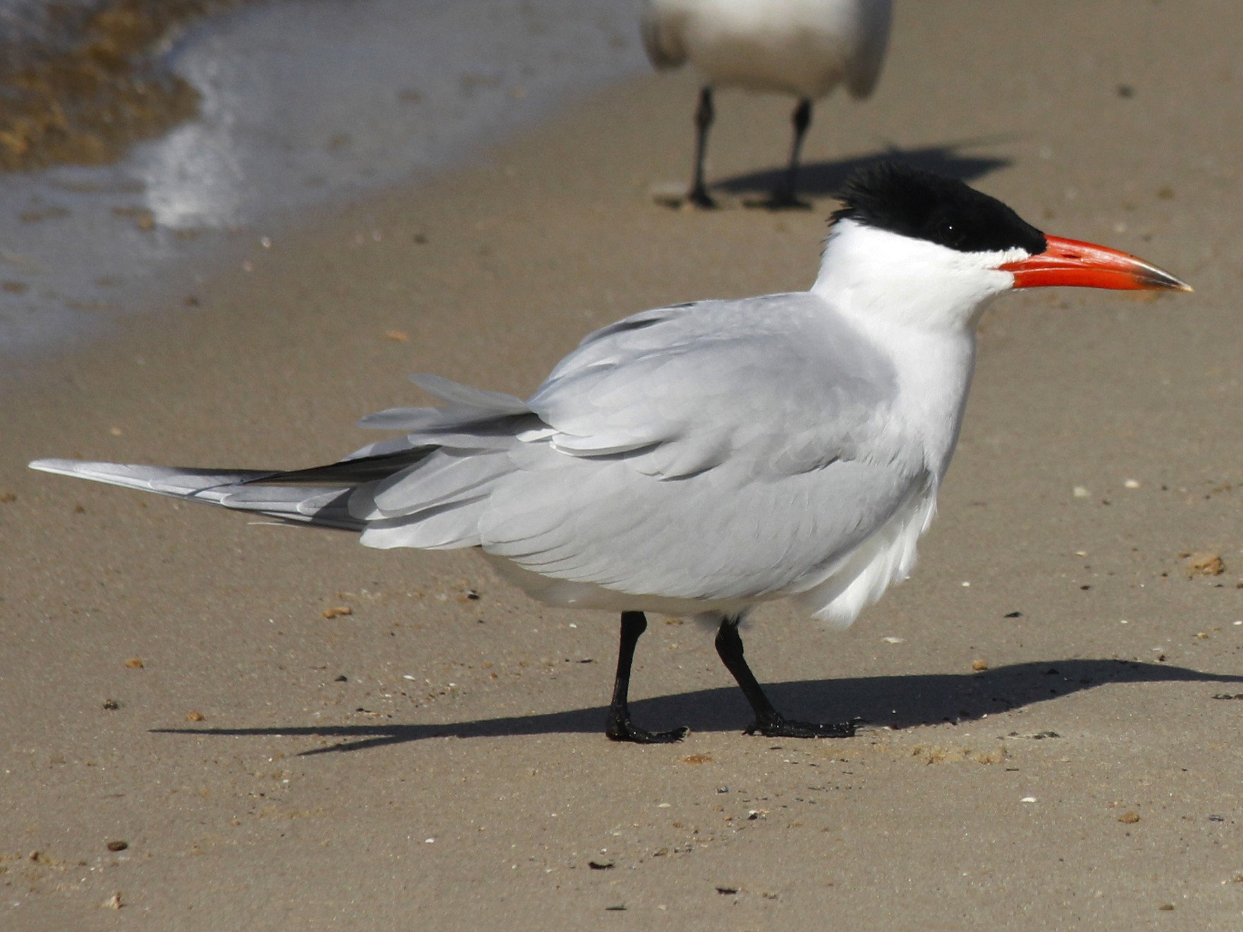 <p>Order Charadriiformes Family Laridae</p>