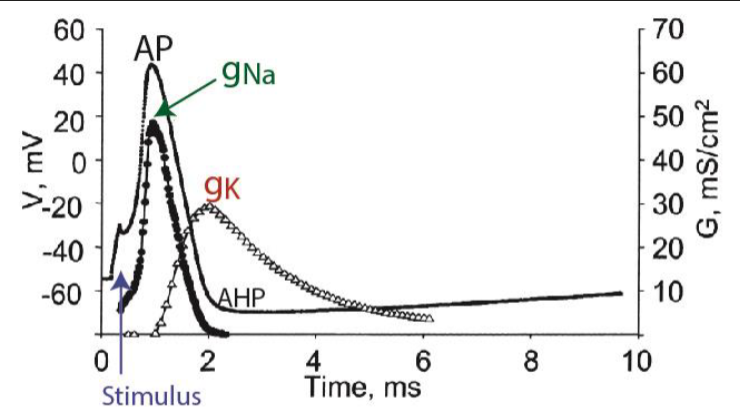 <p>from instantaneous pure K+ or Na+ currents flowing when Vm stepped suddenly to ENa or EK at various times during action potential</p>