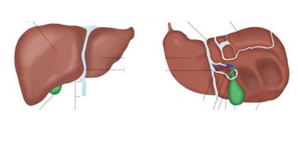 <p>Liver</p>