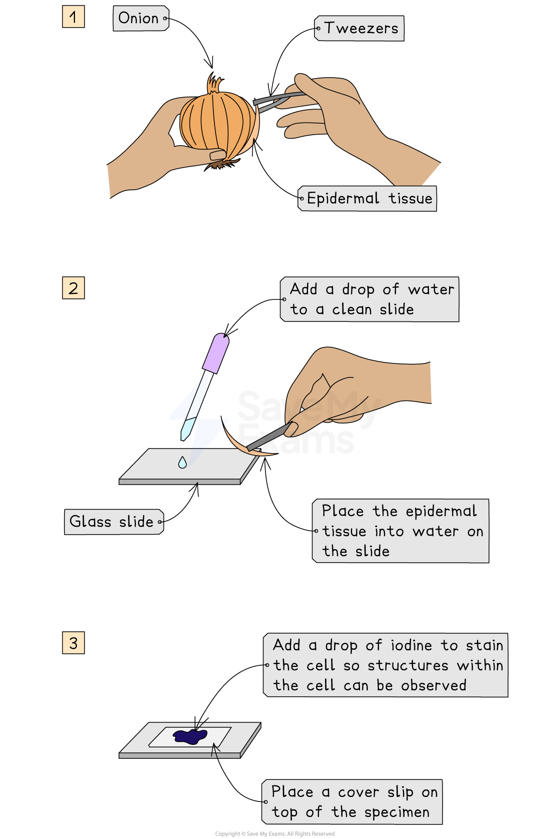 <p>How do you prepare a microscope slide using a solid specimen?</p>