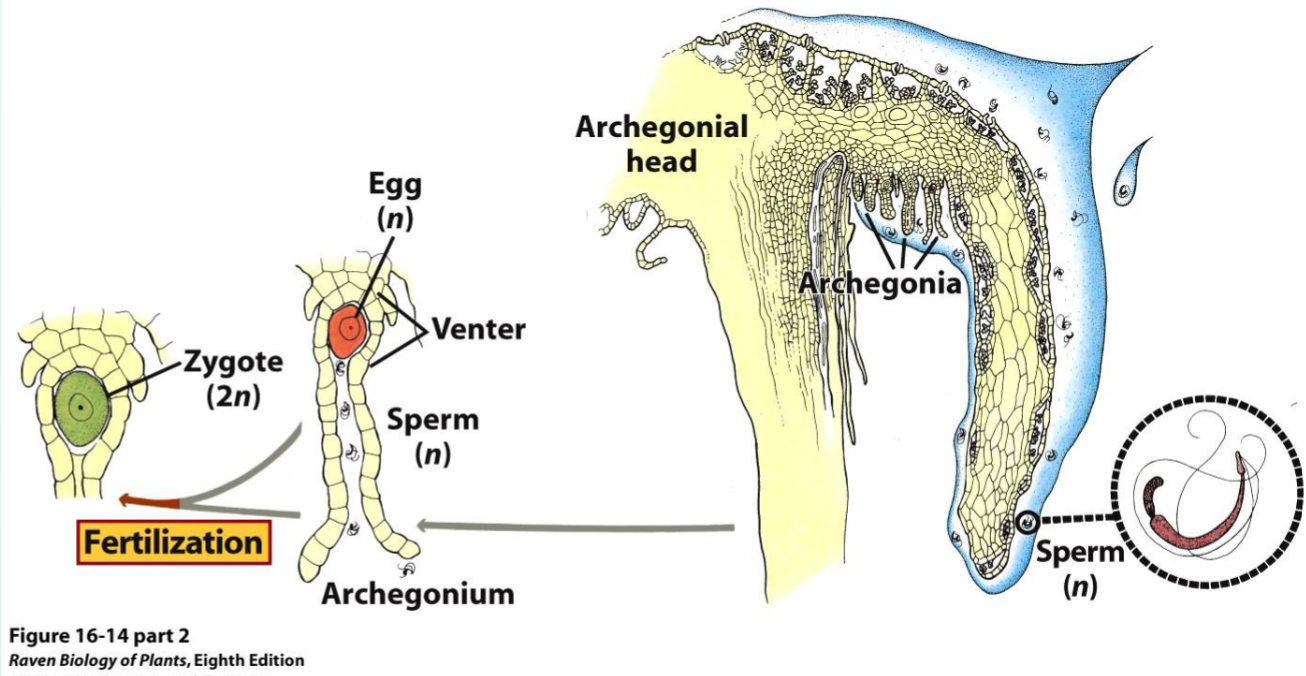 <p>Archegonia Architecture</p>