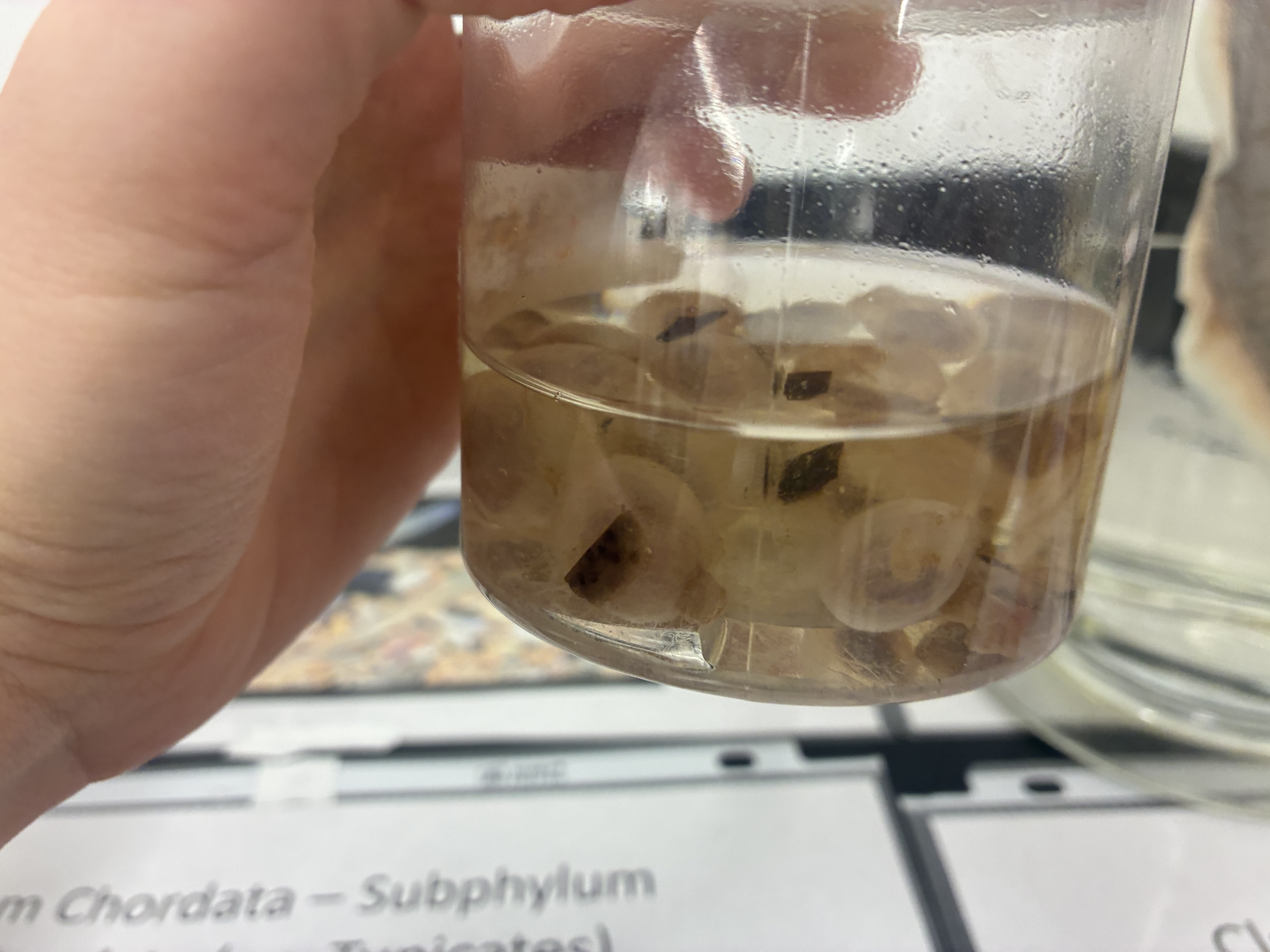 <p>Phylum, class, &amp; key characteristic?</p>