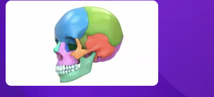 <p>what bone is red</p>