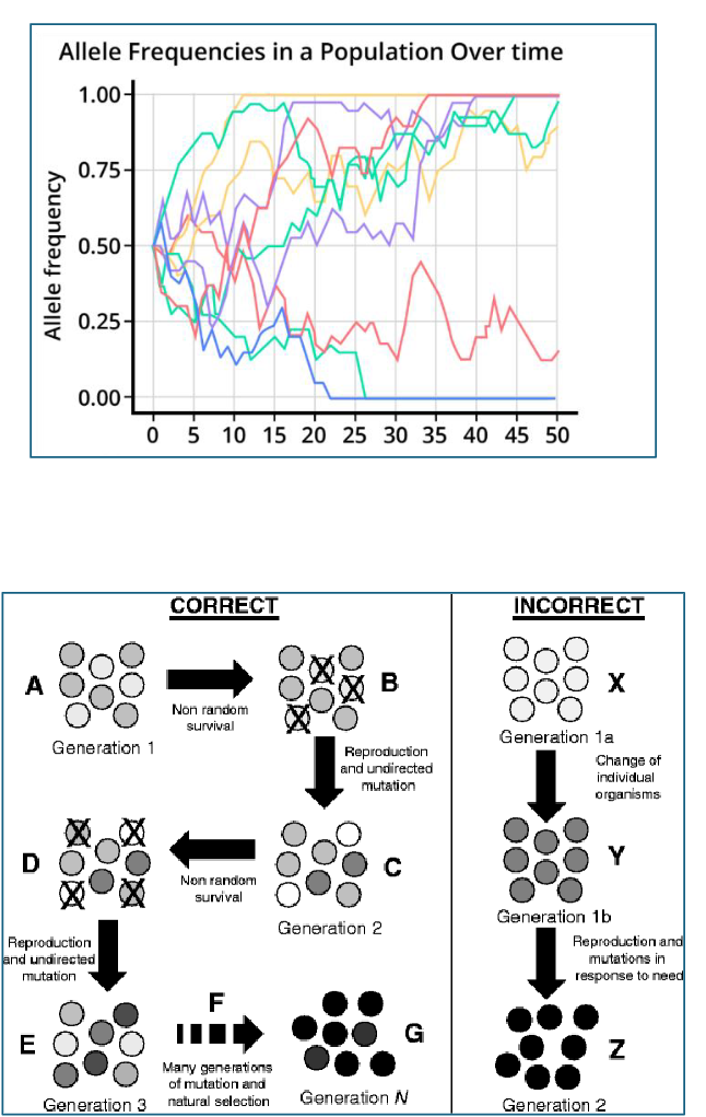 <ul><li><p><span>Increased genetic drift</span></p><ul><li><p><span>Reduces genetic variation</span></p></li></ul></li><li><p><span>Increased inbreeding + inbreeding depression</span></p><ul><li><p><span>Increases homozygosity</span></p></li></ul></li><li><p><span>Reduced average fitness</span></p><ul><li><p><span>Less variation, which is a necessary ingredient for natural selection</span></p></li></ul></li></ul><p></p>