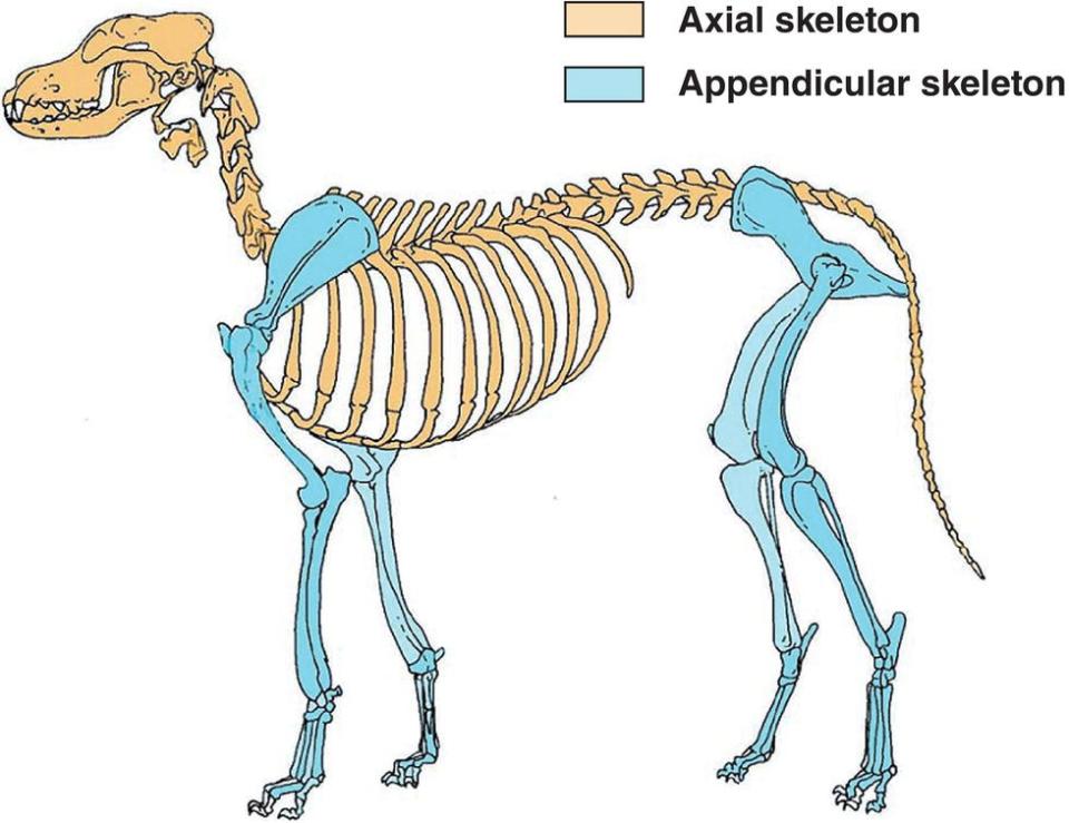 <p><span>The central structural framework of the body, consisting of the skull, vertebral column, ribs, and sternum.</span></p>