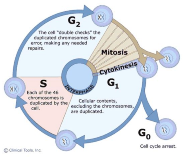 <p>M phase (Mitosis)</p>