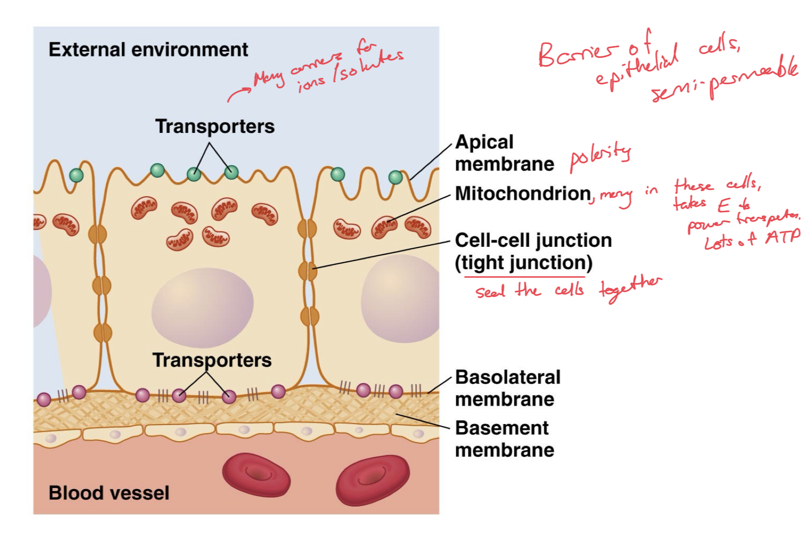 <p>Four Features</p><ul><li><p>Asymmetrical distribution of membrane transporters, so that solutes are selectively transported across the membrane. Cells have polarity, apical membrane and basolateral membrane which have different distribution of transporters for different solutes. </p></li><li><p>Cells are interconnected with tight junction to form an impermeable sheet of tissue. Little leakage of solutes between cells. </p></li><li><p>High cell diversity within the tissues</p></li><li><p>Abundant mitochondria because it takes a lot of energy to power all of the necessary transporters. Large Energy (ATP) supply</p></li></ul><p></p>