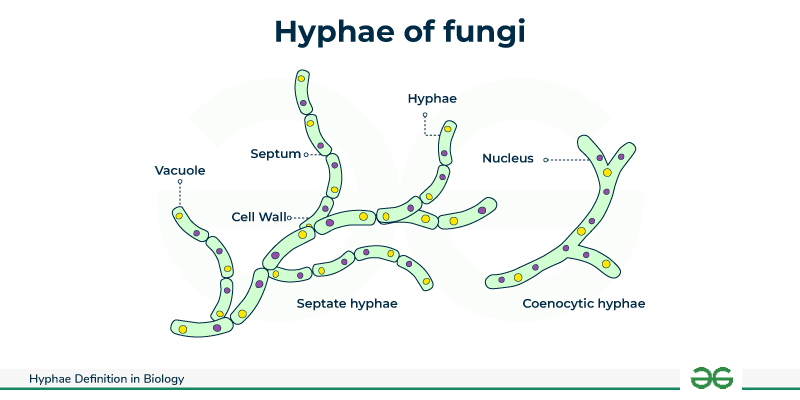 <p>if cells within hyphae are <em><u><span>distinguishable</span></u></em></p><ul><li><p>individual cellular compartments by cross-walls called septa</p></li></ul><p></p>