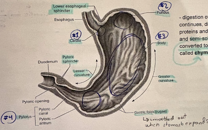 <ul><li><p>serves as mixing vat + holding reservoir</p></li></ul><ul><li><p>semi-solid bolus - to → soupy liquid chyme</p></li></ul><p></p>
