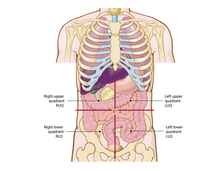 <p>right lower quadrant (RLQ)</p>