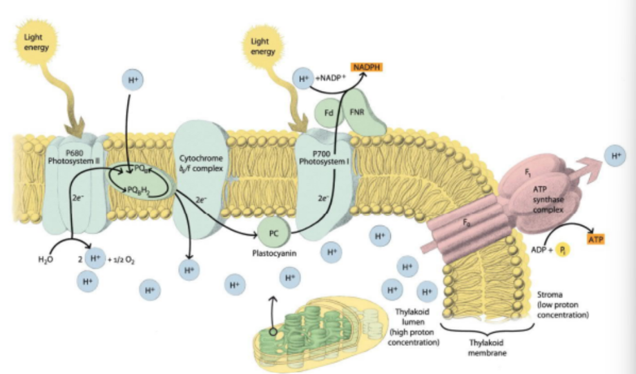 <p>occurs inside stroma membrane</p><ol><li><p>light energy is captured by photosystem 2</p></li><li><p>water in lumen splits to make hydrogen ion and oxygen</p></li><li><p>electrons are moved around to take its hydrogen ions and release it outside of membrane to increase hydrogen gradient</p></li><li><p>electron moves → <span style="background-color: transparent;">cytochrome b6F compress → plastocyanin → photosystem 1 with light energy present</span></p></li><li><p>electrons are moved to other side. hydrogen is removed and bound to NADP+ to increase proton gradient</p></li><li><p>hydrogen moved from one side of membrane to the other</p></li><li><p>ATP synthase complex produces ATP for creating sugars</p></li></ol><p></p>
