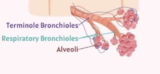 <p>What are bronchioles?</p>