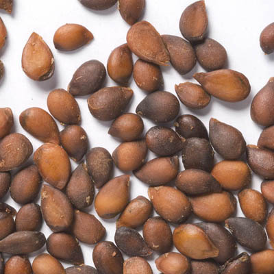 <p>Pyrus communis</p>