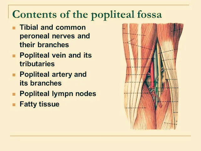 <ul><li><p>a diamond shaped depression posterior to the knee joint</p></li><li><p>important nerves and vessels pass through the fossa, including 2 terminal branches of the sciatic nerve, the popliteal vessels, and the short saphenous vein</p></li></ul><p></p>