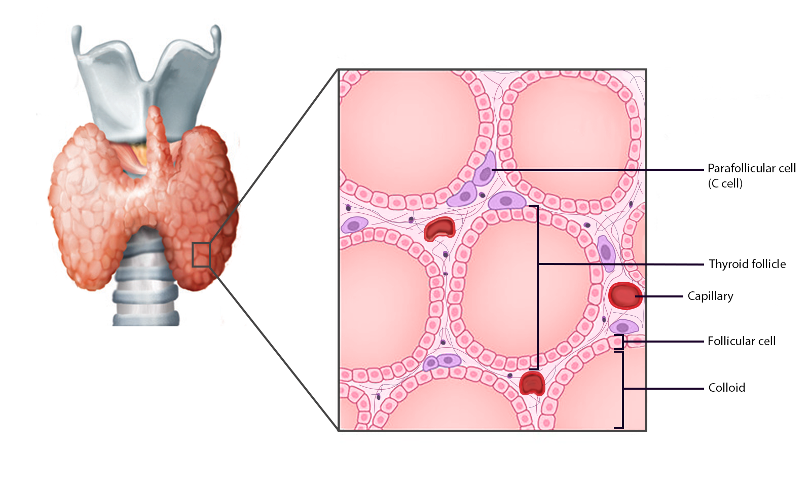 <p>protein rich substance in the follicle</p>