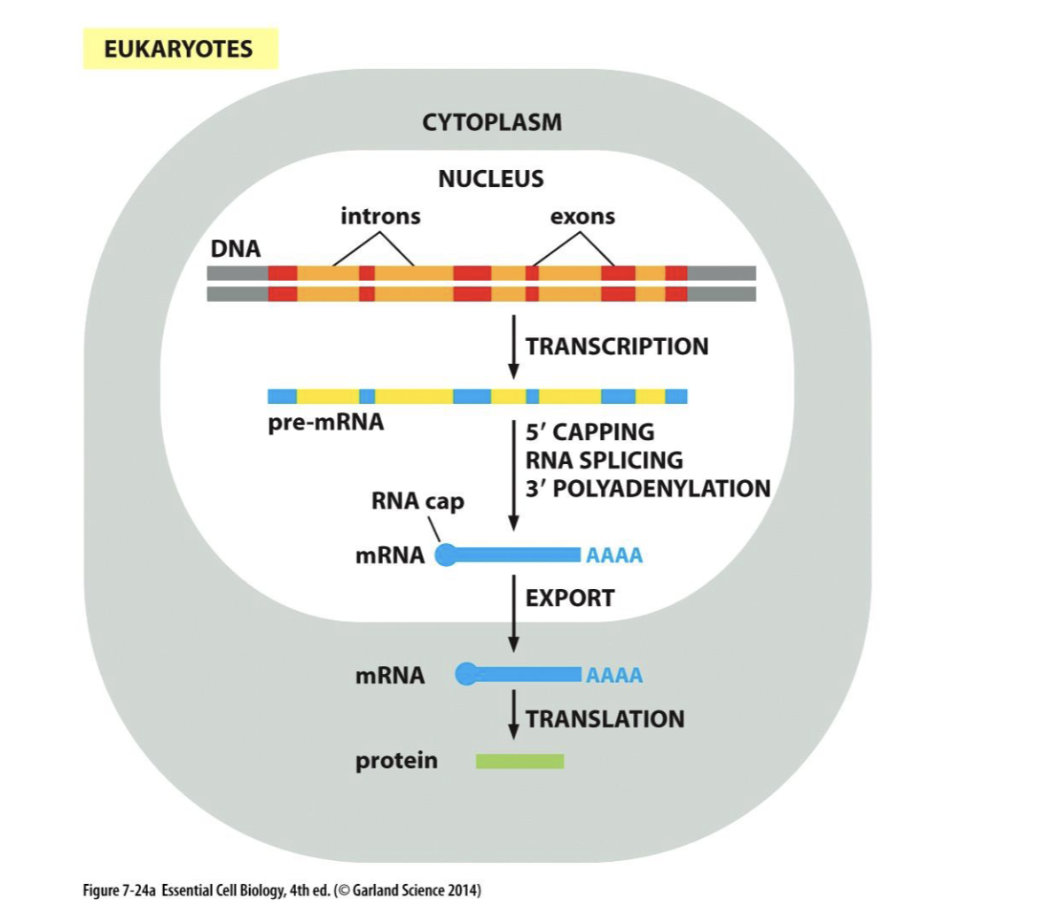 <p>transcription recap for eukaryotes</p>