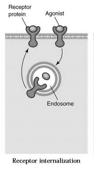 <p>Opname receptoren in endosomale vesikels → aantal receptoren aan celoppervlak daalt</p><ul><li><p>receptoren naar intracellulair component brengen</p></li></ul><p></p>
