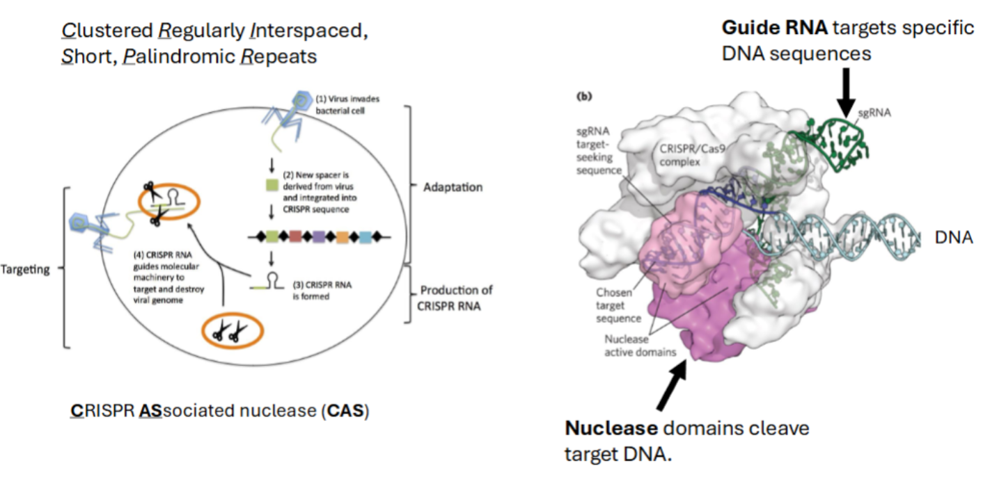 <ol><li><p><span style="background-color: transparent;"><em>Guide RNA targets specific DNA sequences</em></span></p></li><li><p><span style="background-color: transparent;"><em>Nuclease domains cleave target DNA.</em></span></p></li></ol><p></p>