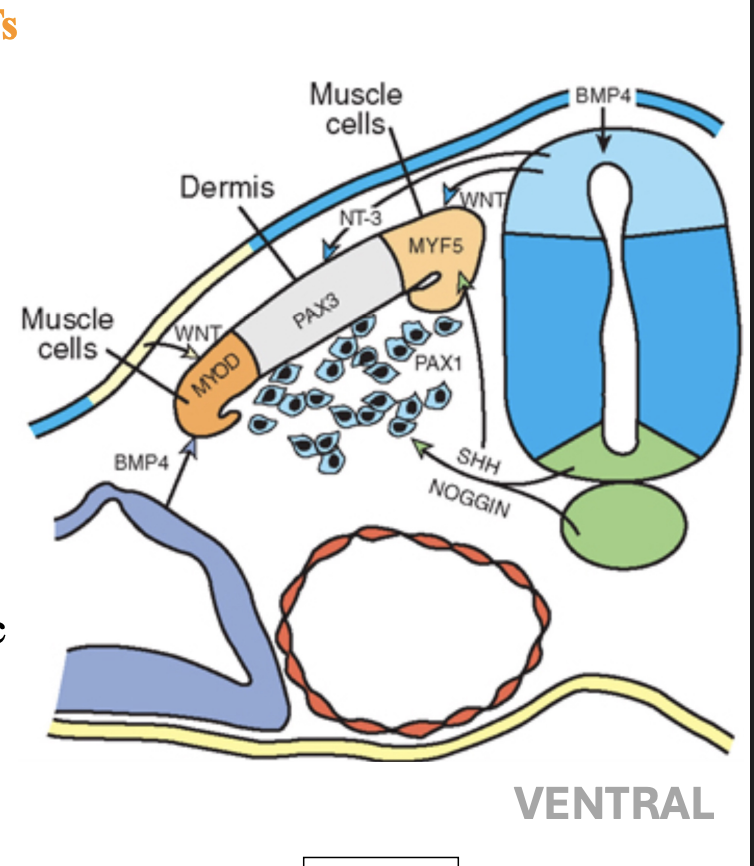 <p>WNTs (dorsal neural tube and overlying ectoderm) and BMPs (lateral plate mesoderm), </p>