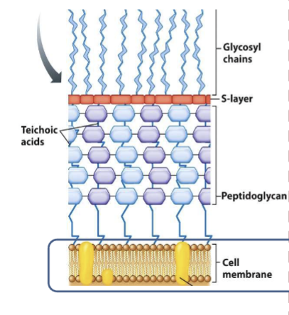 <p>thick cell wall; peptidoglycan layers w teichoic acids</p>