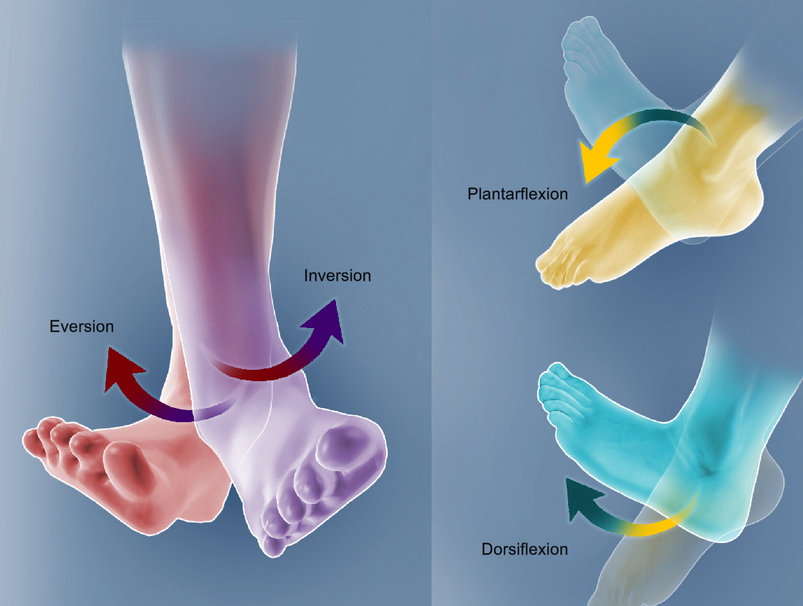 <p>inversion</p>
