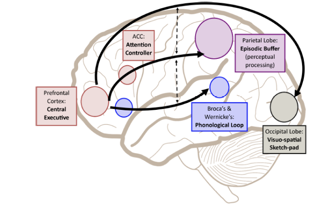 <ul><li><p>Executive processes are based within networks in the pre-frontal cortex</p></li><li><p>The phonological loop (PL) is a left- hemisphere fronto-temporal lobe network.</p></li><li><p>The visuo-spatial sketchpad (VSS) is a right occipital-parietal network.</p></li><li><p>The episodic buffer integrates multi-modal information in an integrated ‘episodic trace’ within the parietal cortex (association cortex)</p></li></ul><p></p>