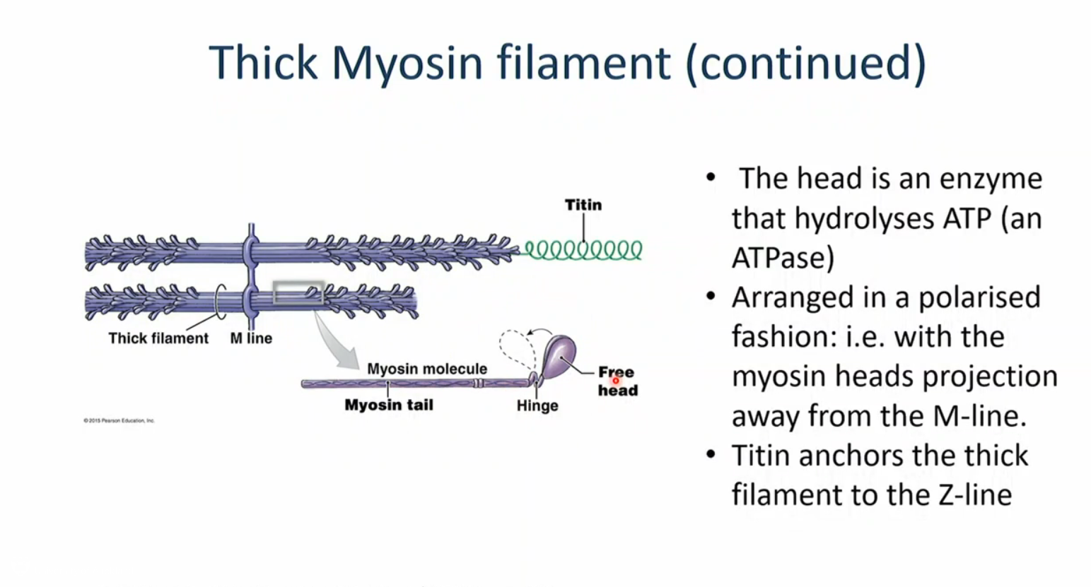 <p>composed of myosin, each myosin has 2 subunits each with a globular head and a tail, the two tails intertwine to form a helix, the heads have a binding site for actin. arranged in a polarised fashion so heads are sticking out in the ends and tails meet in the middle</p>