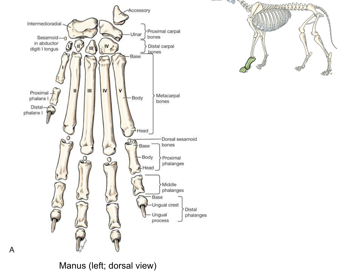 <p>Top region of forepaw</p>