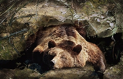 <p>Behavioral adaptation that helps animals survive by driving their bodies to store energy for long periods of time so they can be protected from weather during winter months.</p>