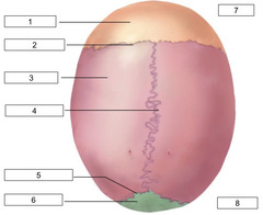 <p>5</p>