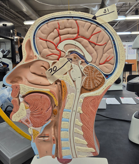 <p>Name Connective Tissue Layer, Be Specific (#31)</p>